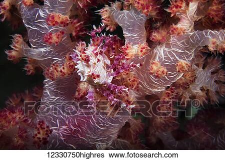 Marine Life View Large Photo Image Stock Photograph - Marine Life. Fotosearch