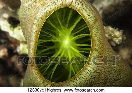 Marine Life View Large Photo Image Stock Photograph - Marine Life. Fotosearch