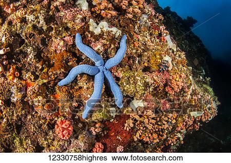 Stock Photograph - Marine Life. Fotosearch