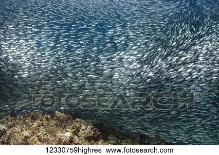 Stock Photograph - Marine Life. Fotosearch