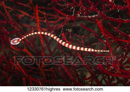 Stock Photograph - Marine Life. Fotosearch