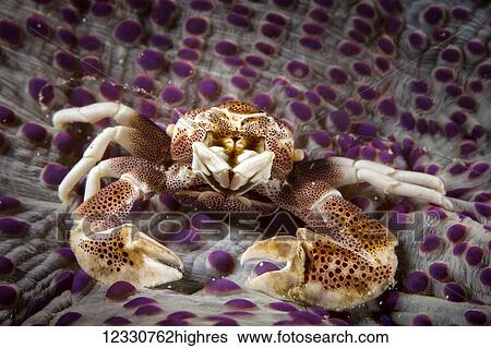 Marine Life View Large Photo Image Stock Photograph - Marine Life. Fotosearch