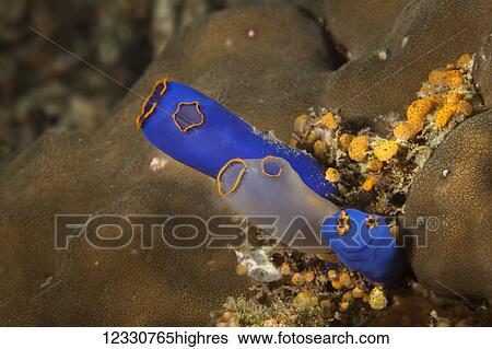 Marine Life View Large Photo Image Stock Photograph - Marine Life. Fotosearch