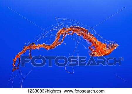 Stock Photograph - Marine Life. Fotosearch