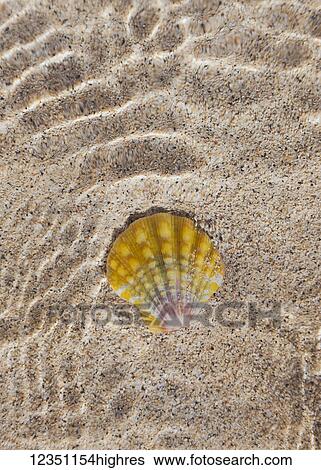 Marine Life View Large Photo Image Stock Photograph - Marine Life. Fotosearch