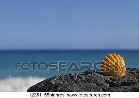 Marine Life View Large Photo Image Stock Photograph - Marine Life. Fotosearch