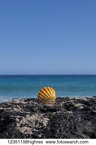 Marine Life View Large Photo Image Stock Photograph - Marine Life. Fotosearch