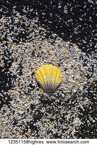 Marine Life View Large Photo Image Stock Photograph - Marine Life. Fotosearch