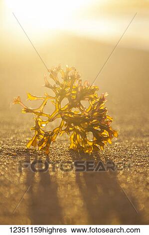 Marine Life View Large Photo Image Stock Photograph - Marine Life. Fotosearch