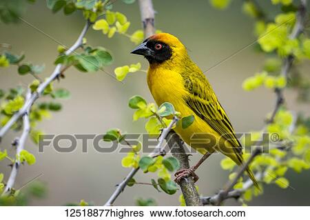 Masked weaver (Ploceus velatus) bird on branch in profile, Serengeti National Park; Tanzania View Large Photo Image Stock Photograph - Masked weaver (Ploceus velatus) bird on branch in profile, Serengeti National Park; Tanzania. Fotosearch
