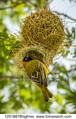 Stock Photograph - Masked weaver (Ploceus velatus) bird perched at nest entrance, Serengeti National Park; Tanzania. Fotosearch