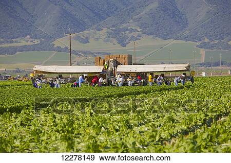 Migrant farm workers; California, United States of America View Large Photo Image Stock Photo - Migrant farm workers; California, United States of America. Fotosearch