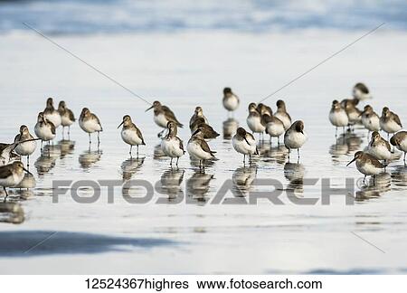 Stock Photograph - Migrating Dunlins (Calidris alpina) rest on the beach; Hammond, Oregon, United States of America. Fotosearch