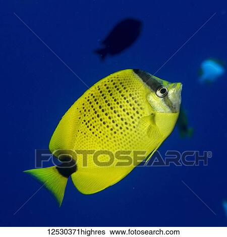 Stock Photograph - Milletseed Butterflyfish (Chaetodon citrinellus) off Ni'ihau island near Kauai, Hawaii, during the spring. This fish species is endemic to the Hawaiian Islands; Kauai, Hawaii, United States of America. Fotosearch