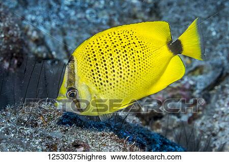Milletseed Butterflyfish (Chaetodon citrinellus) foraging near turf algae and feather hydroids (Gymnangium hians) on a reef at Ni'ihau island near Kauai, Hawaii, during the spring. This fish species is endemic to the Hawaiian Islands; Kauai, Hawaii,... View Large Photo Image Stock Photograph - Milletseed Butterflyfish (Chaetodon citrinellus) foraging near turf algae and feather hydroids (Gymnangium hians) on a reef at Ni'ihau island near Kauai, Hawaii, during the spring. This fish species is endemic to the Hawaiian Islands; Kauai, Hawaii,.... Fotosearch