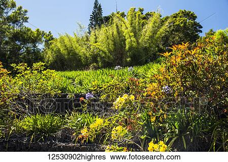 Mixed flowers and bamboo in a lush, colourful garden; Waimea, Island of Hawaii, Hawaii, United States of America View Large Photo Image Stock Photograph - Mixed flowers and bamboo in a lush, colourful garden; Waimea, Island of Hawaii, Hawaii, United States of America. Fotosearch