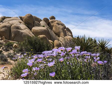 Stock Photograph - Mojave-asters (Xylorhiza tortifolia) bloom in Joshua Tree National Park; California, United States of America. Fotosearch