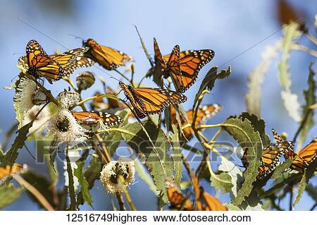 Stock Photograph - Monarch Butterflies (Danaus plexippus) sitting on leaves, Pismo Beach, California, United States of America. Fotosearch