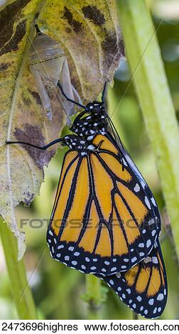 Monarch butterfly (Danaus plexippus) on a chrysalis shell; Ontario, Canada View Large Photo Image Stock Photograph - Monarch butterfly (Danaus plexippus) on a chrysalis shell; Ontario, Canada. Fotosearch
