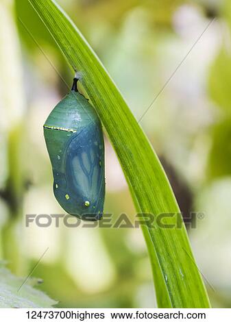 Monarch butterfly (Danaus plexippus) hanging from a plant in a chrysalis stage; Ontario, Canada View Large Photo Image Stock Photograph - Monarch butterfly (Danaus plexippus) hanging from a plant in a chrysalis stage; Ontario, Canada. Fotosearch