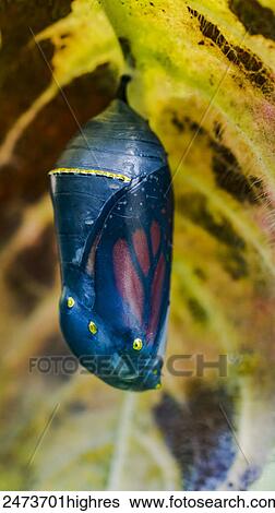 Monarch butterfly (Danaus plexippus) hanging from a plant in a chrysalis stage; Ontario, Canada View Large Photo Image Stock Photograph - Monarch butterfly (Danaus plexippus) hanging from a plant in a chrysalis stage; Ontario, Canada. Fotosearch
