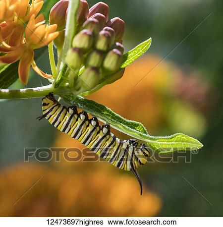 Stock Photograph - Monarch caterpillar (Danaus plexippus) on a Butterfly weed plant (Asclepias tuberosa); Ontario, Canada. Fotosearch
