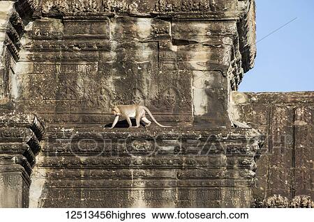 Stock Photograph - Monkey on the ruins, Angkor Wat; Siem Reap, Cambodia. Fotosearch