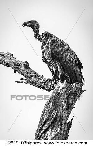 Stock Photograph - Monochrome white-backed vulture (Gyps africanus) on dead tree stump, Tarangire National Park; Tanzania. Fotosearch