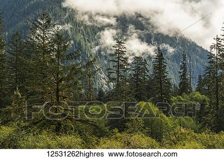 Stock Photograph - Moody landscape of low cloud over the Great Bear Rainforest; Hartley Bay, British Columbia, Canada. Fotosearch