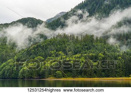 Stock Photograph - Moody landscape of mist over the Great Bear Rainforest; Hartley Bay, British Columbia, Canada. Fotosearch