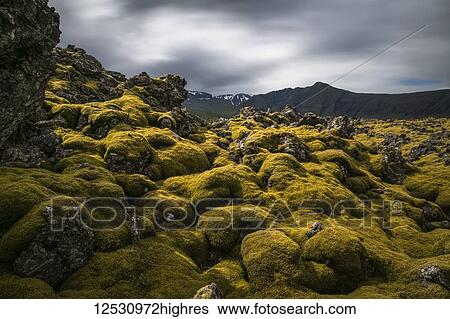Stock Photograph - Moss covered lava field on the Snaefellsness Peninsula; Iceland. Fotosearch