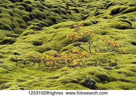Stock Photograph - Moss covered lava with a small shrub along the South coast of Iceland; Iceland. Fotosearch