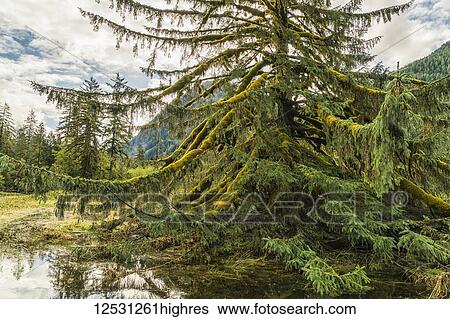 Moss on a coniferous tree in the Great Bear Rainforest; Hartley Bay, British Columbia, Canada View Large Photo Image Stock Photograph - Moss on a coniferous tree in the Great Bear Rainforest; Hartley Bay, British Columbia, Canada. Fotosearch