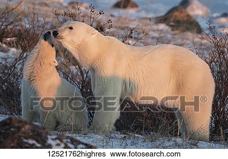 Mother and cub Polar bears (Ursus maritimus) sharing a tender moment; Churchill, Manitoba, Canada View Large Photo Image Stock Photograph - Mother and cub Polar bears (Ursus maritimus) sharing a tender moment; Churchill, Manitoba, Canada. Fotosearch