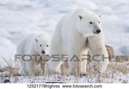 Mother and cub Polar bears (Ursus maritimus) walking in the snow; Churchill, Manitoba, Canada View Large Photo Image Stock Photograph - Mother and cub Polar bears (Ursus maritimus) walking in the snow; Churchill, Manitoba, Canada. Fotosearch