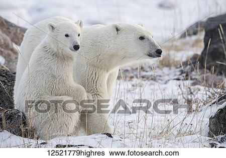 Stock Photograph - Mother and cub Polar bears (Ursus maritimus) sitting in the snow; Churchill, Manitoba, Canada. Fotosearch