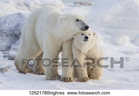 Stock Photograph - Mother and cub Polar bears (Ursus maritimus) walking in the snow; Churchill, Manitoba, Canada. Fotosearch