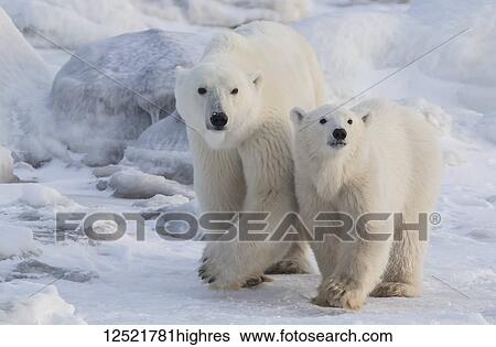 Stock Photograph - Mother and cub Polar bears (Ursus maritimus) walking in the snow; Churchill, Manitoba, Canada. Fotosearch
