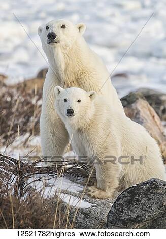 Stock Photograph - Mother and cub Polar bears (Ursus maritimus) sitting in the snow; Churchill, Manitoba, Canada. Fotosearch