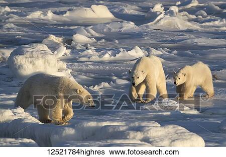 Mother and cub Polar bears (Ursus maritimus) in the snow chasing off another bear; Churchill, Manitoba, Canada View Large Photo Image Stock Photograph - Mother and cub Polar bears (Ursus maritimus) in the snow chasing off another bear; Churchill, Manitoba, Canada. Fotosearch
