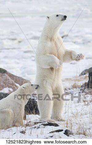 Stock Photograph - Mother Polar bear (Ursus maritimes) standing in the snow assessing danger; Churchill, Manitoba, Canada. Fotosearch