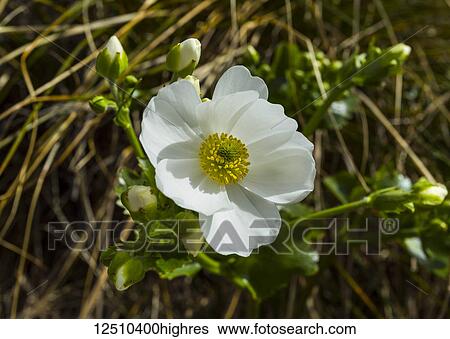 Stock Photograph - Mount Cook Lily (Ranunculus lyallii), an alpine flower taken in Arthur's Pass National Park; Arthur's Pass, New Zealand. Fotosearch