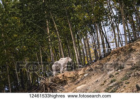 Mountain Goat (oreamnos americanus), captive and standing on the edge of a forest on a hillside; Yukon Territory, Canada View Large Photo Image Stock Photograph - Mountain Goat (oreamnos americanus), captive and standing on the edge of a forest on a hillside; Yukon Territory, Canada. Fotosearch