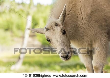 Stock Photograph - Mountain Goat (oreamnos americanus) kid, captive; Yukon Territory, Canada. Fotosearch