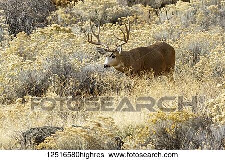 Mule Deer (Odocoileus hemionus) buck with large antlers, Tule Lake National Wildlife Refuge; Tulelake, California, United States of America View Large Photo Image Stock Photograph - Mule Deer (Odocoileus hemionus) buck with large antlers, Tule Lake National Wildlife Refuge; Tulelake, California, United States of America. Fotosearch
