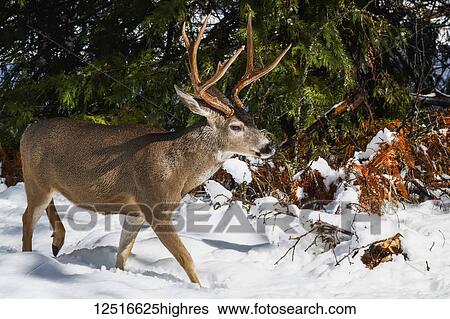 Stock Photograph - Mule deer (Odocoileus hemionus) buck with large antlers in snow, Yosemite National Park; California, United States of America. Fotosearch