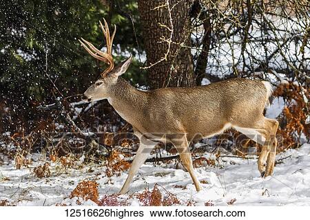 Stock Photograph - Mule deer (Odocoileus hemionus) buck with large antlers in snow, Yosemite National Park; California, United States of America. Fotosearch