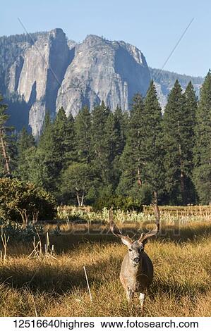 Stock Photograph - Mule deer (Odocoileus hemionus) buck with large antlers looking at the camera, Yosemite National Park; California, United States of America. Fotosearch