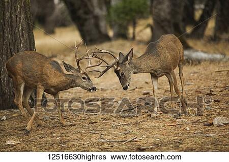 Mule deer (Odocoileus hemionus) bucks in Yosemite Valley, Yosemite National Park; California, United States of America View Large Photo Image Stock Photograph - Mule deer (Odocoileus hemionus) bucks in Yosemite Valley, Yosemite National Park; California, United States of America. Fotosearch