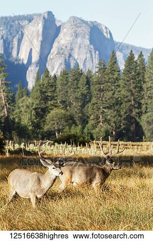Mule deer (Odocoileus hemionus) bucks with large antlers, Yosemite National Park; California, United States of America View Large Photo Image Stock Photograph - Mule deer (Odocoileus hemionus) bucks with large antlers, Yosemite National Park; California, United States of America. Fotosearch